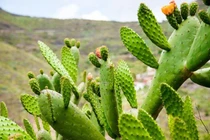 Trước nhà trồng 6 loại cây này dễ dụ âm khí, phúc lộc tiêu tan 