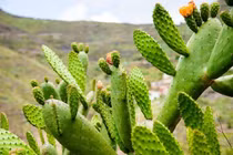 Trước nhà trồng 6 loại cây này dễ dụ âm khí, phúc lộc tiêu tan 