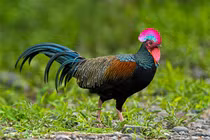 Bộ lông siêu đẹp của loài gà rừng chỉ có ở Indonesia 