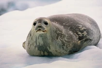 Top loài hải cẩu thú vị nhất: Một loài da đốm như da báo