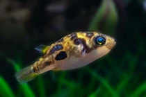 Top loài cá cảnh nước ngọt độc lạ nhất thế giới: Có loài... mọc râu 