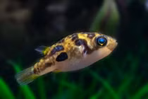 Top loài cá cảnh nước ngọt độc lạ nhất thế giới: Có loài... mọc râu 