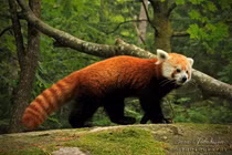 Loạt sự thật thú vị ít người biết về loài gấu trúc đỏ