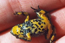 “Gan lì cóc tía": Hóa ra cóc tía là con vật kỳ lạ này