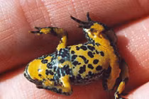 “Gan lì cóc tía": Hóa ra cóc tía là con vật kỳ lạ này