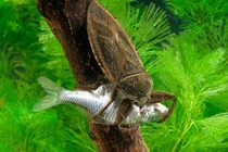 Khám phá thế giới bí mật của các loài côn trùng thủy sinh