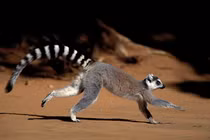 15 điều cực thú vị ít người biết về các loài vượn cáo Madagascar