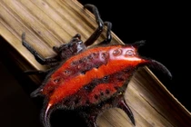 Loài nhện có hình thù kỳ dị nhất thế giới: Việt Nam đầy rẫy 