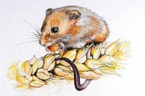 4 con giáp coi chừng vướng họa tiểu tam, gia đình đứt gánh năm 2022