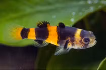 Những loài cá cảnh nước ngọt bản địa tuyệt đẹp của Việt Nam (1)