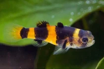 Những loài cá cảnh nước ngọt bản địa tuyệt đẹp của Việt Nam (1)