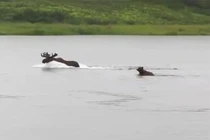 Video: Gấu nâu lao xuống sông truy sát nai sừng tấm