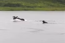 Video: Gấu nâu lao xuống sông truy sát nai sừng tấm