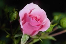 3 con giáp sang tháng 6 hoàn thành mọi mục tiêu, tài lộc cực vượng