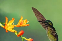 Mùa hè viên mãn: 4 con giáp gặt hái của cải trước tháng 7 Âm