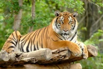 3 con giáp tài năng khéo đối nhân xử thế, dễ đạt được thành công