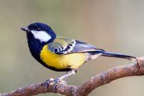 Điều ít người biết về 6 loài chim bạc má nổi tiếng nhất Việt Nam