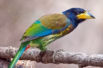 30 loài chim có màu sắc rực rỡ nhất Việt Nam: Có loài nguy cấp 