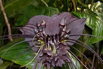 Ngắm loài hoa màu đen thui có hình thù gây ám ảnh