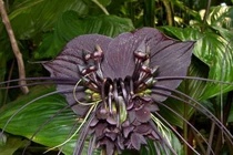 Ngắm loài hoa màu đen thui có hình thù gây ám ảnh