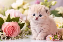 May mắn nhất tháng 9: 3 tuổi đón lộc Thần Tài, tiền tăng chóng mặt