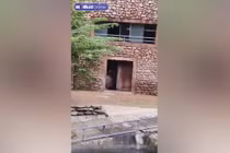 Ngăn hà mã cắn nhau, nhân viên vườn thú gặp cảnh hãi hùng