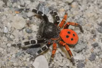 Sởn gai ốc với những loài nhện kỳ dị nhất quả đất (2)