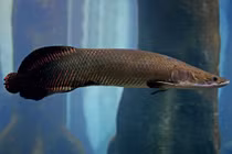 Kinh ngạc thú chơi thủy quái khổng lồ Amazon ở Việt Nam