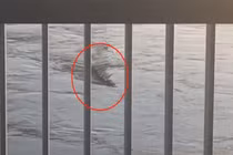 Thực hư 'quái vật ăn thịt người' trong hồ ở Trung Quốc