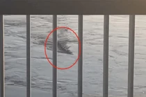 Thực hư 'quái vật ăn thịt người' trong hồ ở Trung Quốc