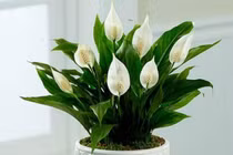 Nhà có 4 loại hoa này không phú quý ắt gặp may