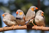 Điểm danh các loài chim di thú vị nhất thế giới