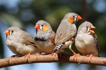 Điểm danh các loài chim di thú vị nhất thế giới