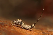 Loài vật cổ như “hóa thạch sống”, nhà nào ở Việt Nam cũng có