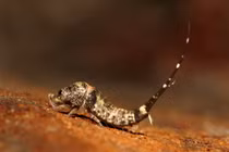 Loài vật cổ như “hóa thạch sống”, nhà nào ở Việt Nam cũng có