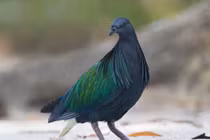 Cận cảnh các loài bồ câu hoang dã cực đẹp của Việt Nam