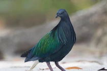 Cận cảnh các loài bồ câu hoang dã cực đẹp của Việt Nam