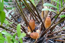 Kinh ngạc những loài thực vật có hạt cổ xưa hơn khủng long