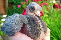 Tận mục loài chim quý có đôi mắt 'ốc nhồi' cực đáng sợ