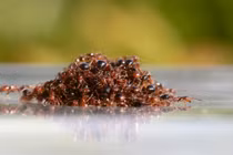 Sự thật kinh ngạc về loài vật có dân số 20 triệu tỷ con