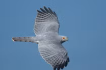 Chân dung những loài chim săn mồi dũng mãnh nhất Việt Nam