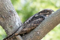 Điểm mặt các loài chim cú muỗi kỳ quái nhất Việt Nam