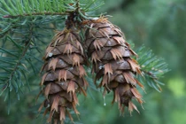 Cận cảnh các loài cây lá kim độc đáo nhất thế giới (1)