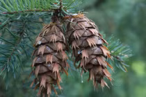 Cận cảnh các loài cây lá kim độc đáo nhất thế giới (1)