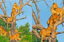 Bí ẩn đằng sau việc cả đàn sư tử bỗng nhiên rủ nhau trèo cây