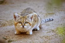 Điểm danh 21 loài mèo hoang dã hiện diện ở châu Á (2)