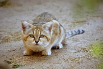 Điểm danh 21 loài mèo hoang dã hiện diện ở châu Á (2)