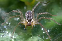 Sởn gai ốc các loài nhện Việt Nam qua ảnh của phó nháy Mỹ