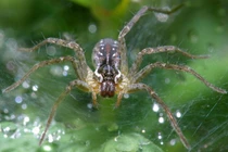 Sởn gai ốc các loài nhện Việt Nam qua ảnh của phó nháy Mỹ