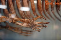 Cận cảnh bộ hài cốt "nàng tiên cá thứ thiệt” của Việt Nam